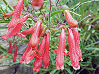 Beaked beardtongue