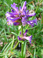 Top of a flowering stem