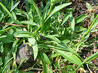 Rydberg's Penstemon