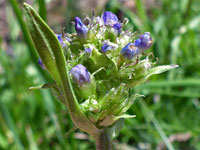 Developing flower cluster