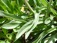 White-margined leaves