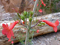 Flowers and fruits