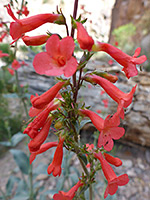 Elongated inflorescence