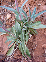 Basal leaves