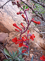 Utah Penstemon