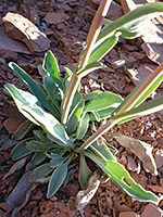 Stems and leaves