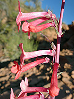 Utah penstemon