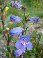 Beardless Sidebells Penstemon