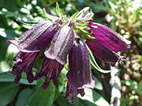 Penstemon whippleanus