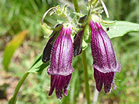 Whipple's penstemon