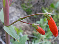 Penstemon wrightii