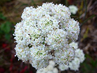 Tiny white flowers