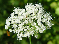 Spherical inflorescence