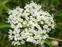 Flat-topped cluster