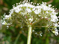 Bractless inflorescence