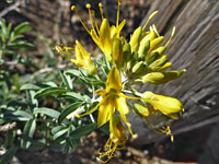 Inflorescence