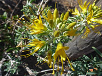 Exserted stamens