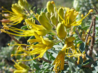 Flowers and buds