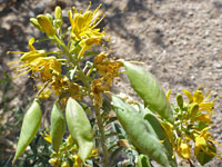 Flowers and fruits