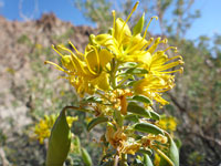 Yellow inflorescence