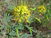 Flowers and seed pods