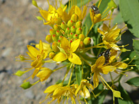 Peritoma lutea