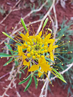 Exserted stamens