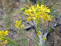 Cluster of flowers