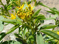 Buds and flowers