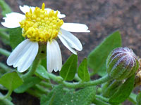 Fringed rockdaisy