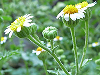 Stems and phyllaries