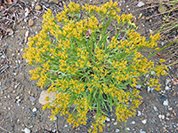 Rock goldenrod