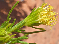 Peucephyllum schottii