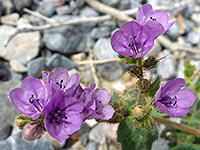 Phacelia calthifolia