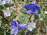 Phacelia campanularia