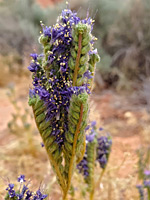 Notch-leaved scorpion weed