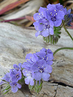 Two flower clusters, Two flower clusters - phacelia distans in Tubb Canyon, Anza Borrego Desert State Park, California