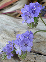 Phacelia distans