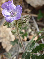 Flowers and calyces