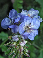 Wild heliotrope