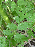 Compound leaf, Compound leaf of phacelia distans, in Tubb Canyon, Anza Borrego Desert State Park, California