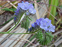 Flower clusters, Flower clusters of phacelia distans, in Tubb Canyon, Anza Borrego Desert State Park, California