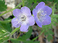 Wild heliotrope