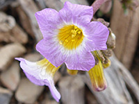 Fremont's phacelia