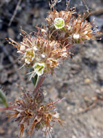 Flower clusters