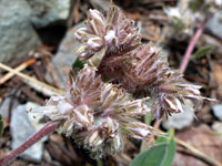 Purplish calyces