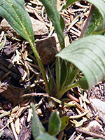Variable-Leaf Phacelia
