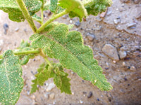 Gypsum Scorpionweed