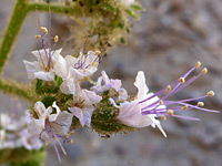 Exserted stamens