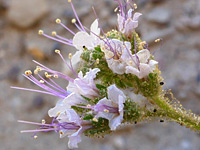 Glandular inflorescence